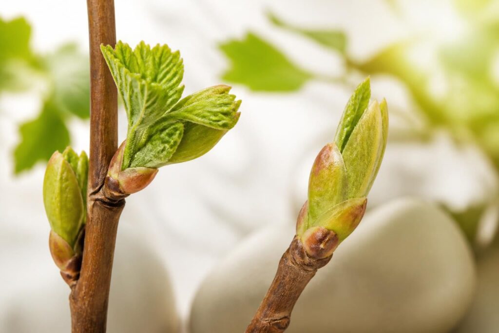 découvrez les bienfaits des bourgeons de cassis et de figuier pour renforcer votre santé naturellement grâce à leurs propriétés anti-inflammatoires et revitalisantes.